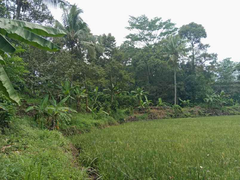 kebun durian jalan cagak subang jawa barat