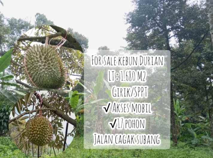 kebun durian jalan cagak subang jawa barat