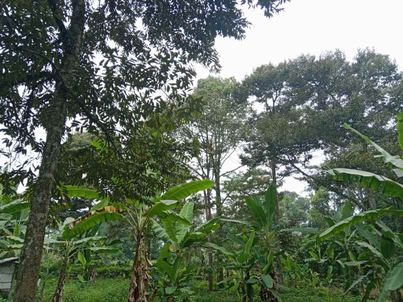 kebun durian jalan cagak subang jawa barat