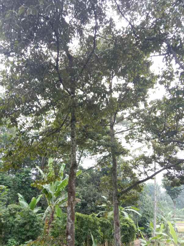 kebun durian jalan cagak subang jawa barat