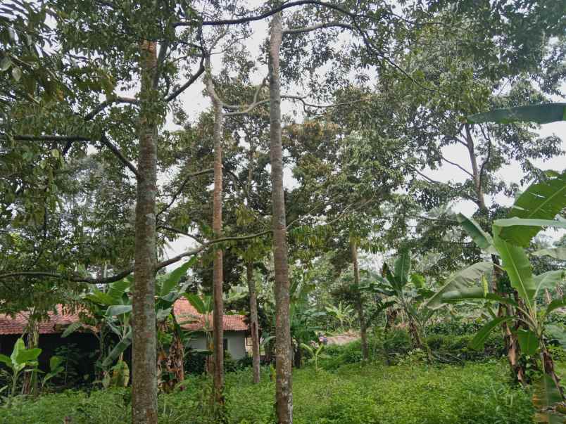 kebun durian jalan cagak subang jawa barat