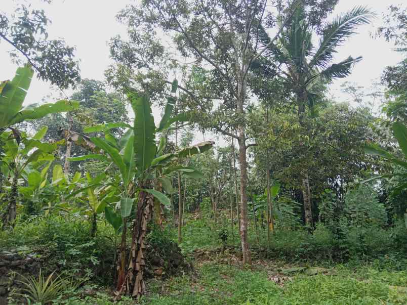 kebun durian jalan cagak subang jawa barat