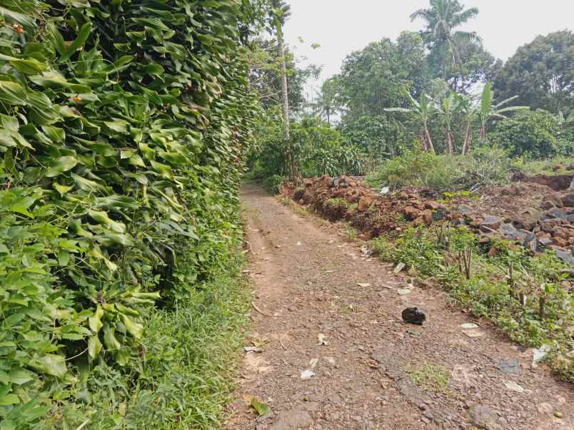 kebun durian jalan cagak subang jawa barat