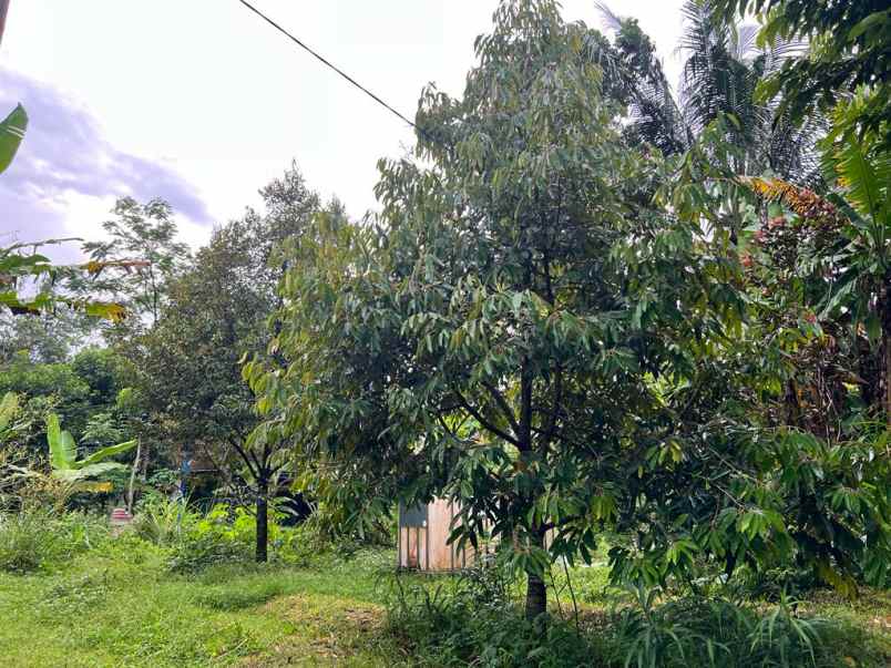 kebun durian siap berbuah mojogedang karanganyar