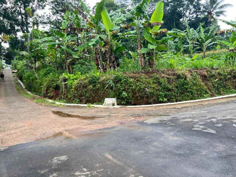 kebun durian siap berbuah mojogedang karanganyar