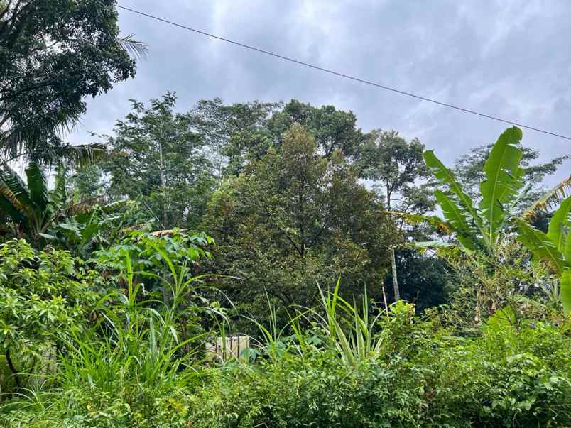 kebun durian siap berbuah mojogedang karanganyar