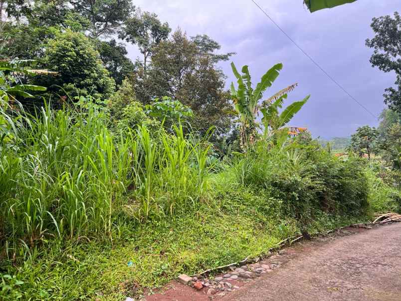 kebun durian siap berbuah mojogedang karanganyar