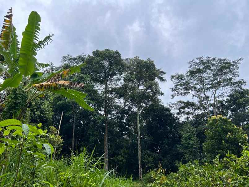 kebun durian siap berbuah mojogedang karanganyar