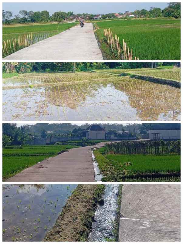 tanah 1500m2 dekat umbul jual cepat 375jt