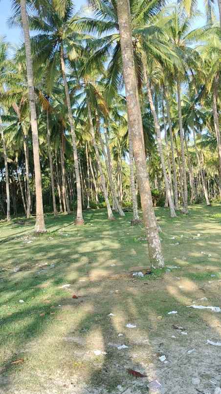 tanah 3 bidang dekat pantai lampung krui