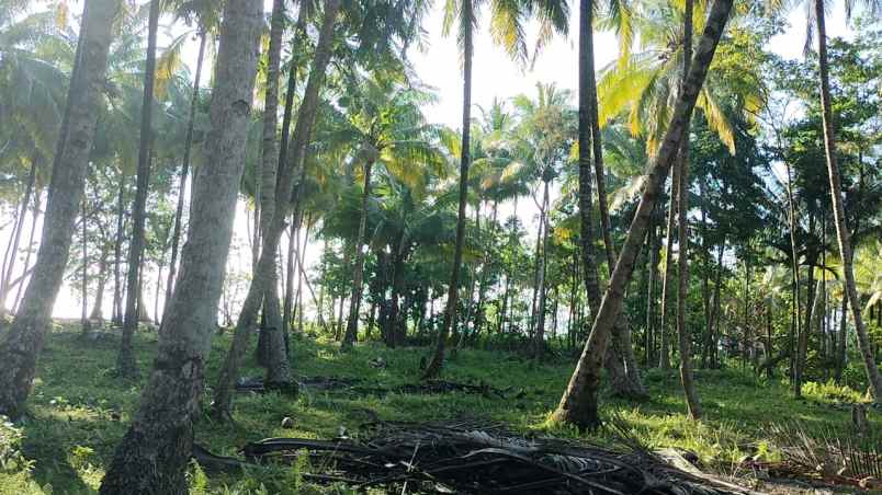 tanah 3 bidang dekat pantai lampung krui