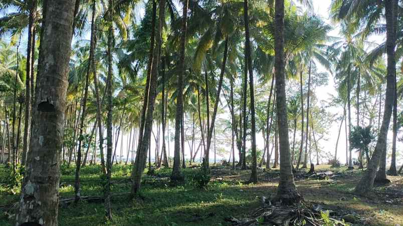 tanah 3 bidang dekat pantai lampung krui