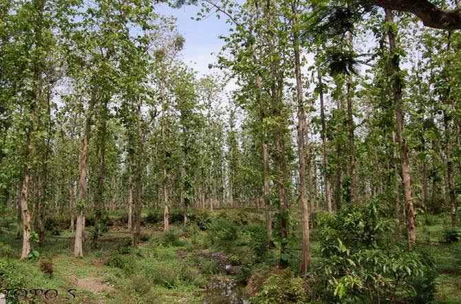 tanah area perencanaan toll demak tuban