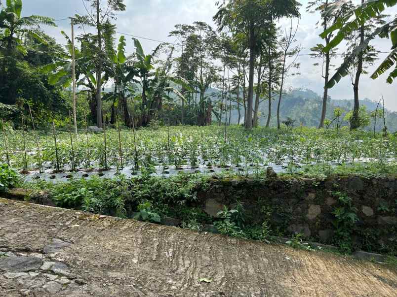 tanah datar dekat candi cetho karanganyar