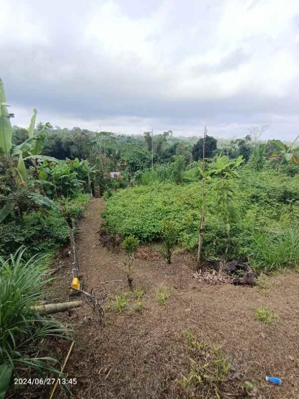 tanah di kintamani bali bisa untuk peternakan babi