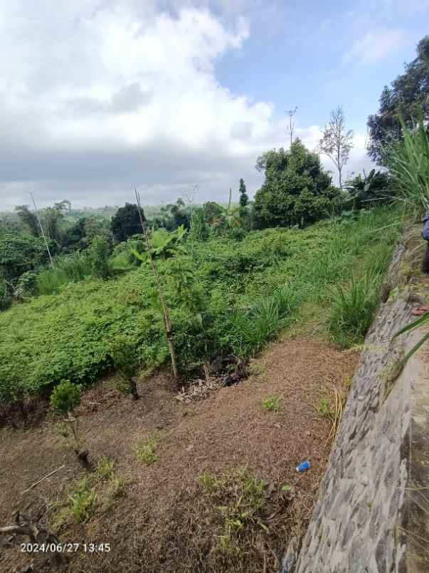 tanah di kintamani bali bisa untuk peternakan babi