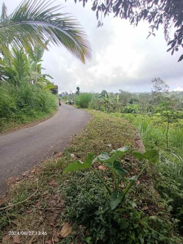 tanah di kintamani bali bisa untuk peternakan babi