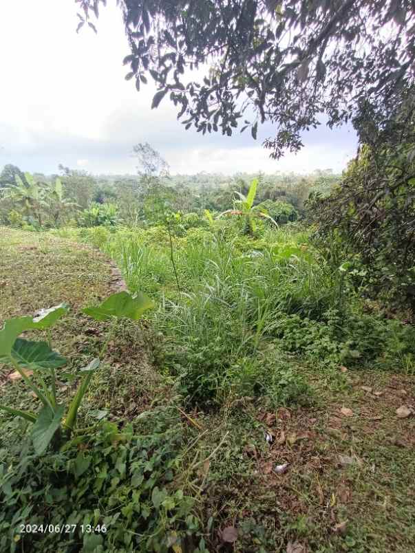 tanah di kintamani bali bisa untuk peternakan babi