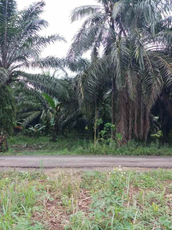 tanah di negeri sakti pesawaran luas 12 740m surat shm