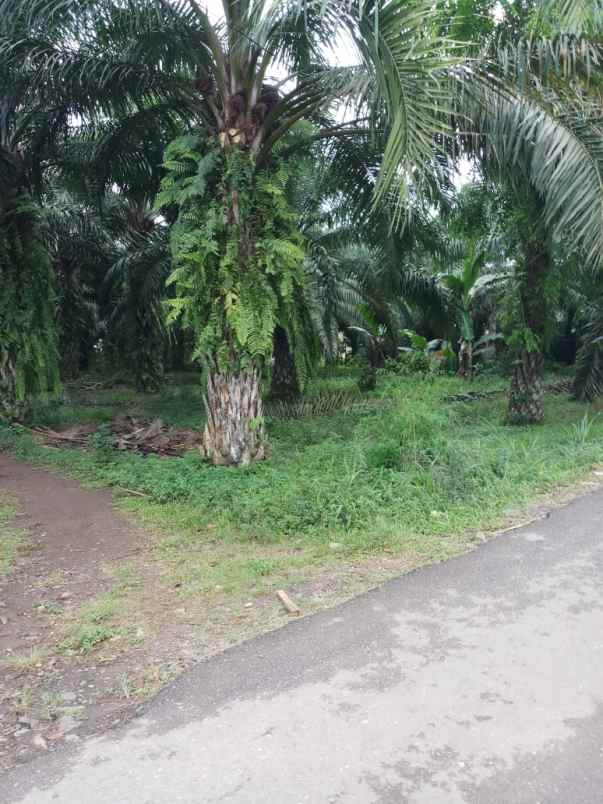 tanah di negeri sakti pesawaran luas 12 740m surat shm