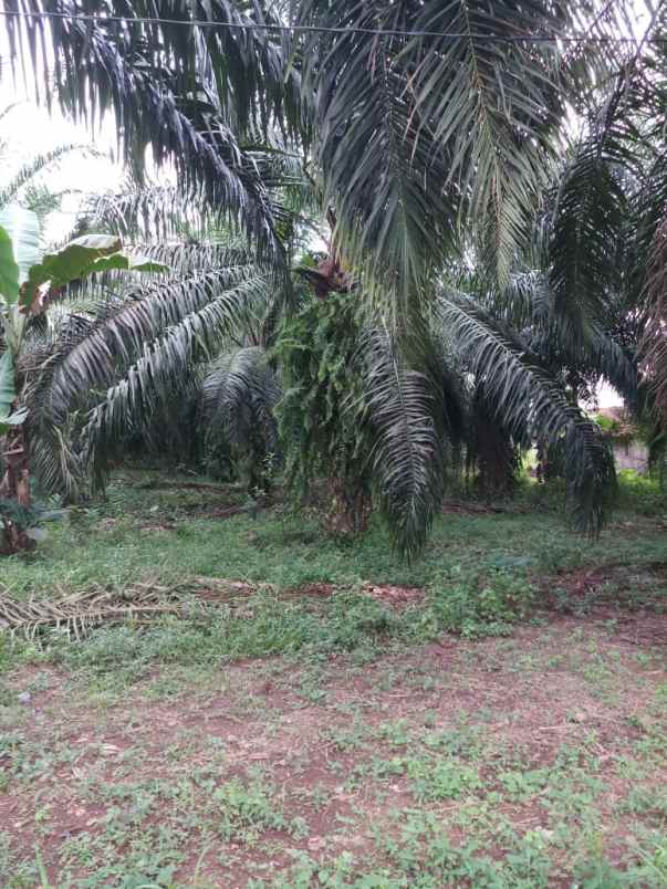 tanah di negeri sakti pesawaran luas 12 740m surat shm