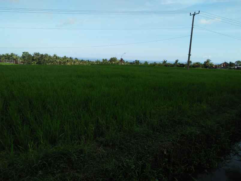 tanah lumbung selemadeg tabanan bali