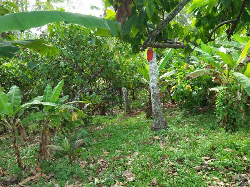 tanah lumbung selemadeg tabanan bali