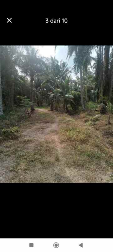 tanah palawija di daerah hamparan perak deli serdang