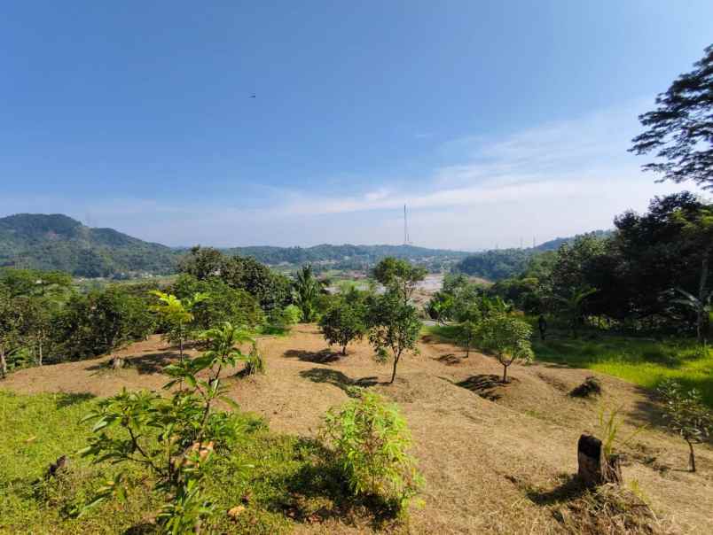 dijual kebun alpukat miki 5 ha shm di leuwiliang bogor