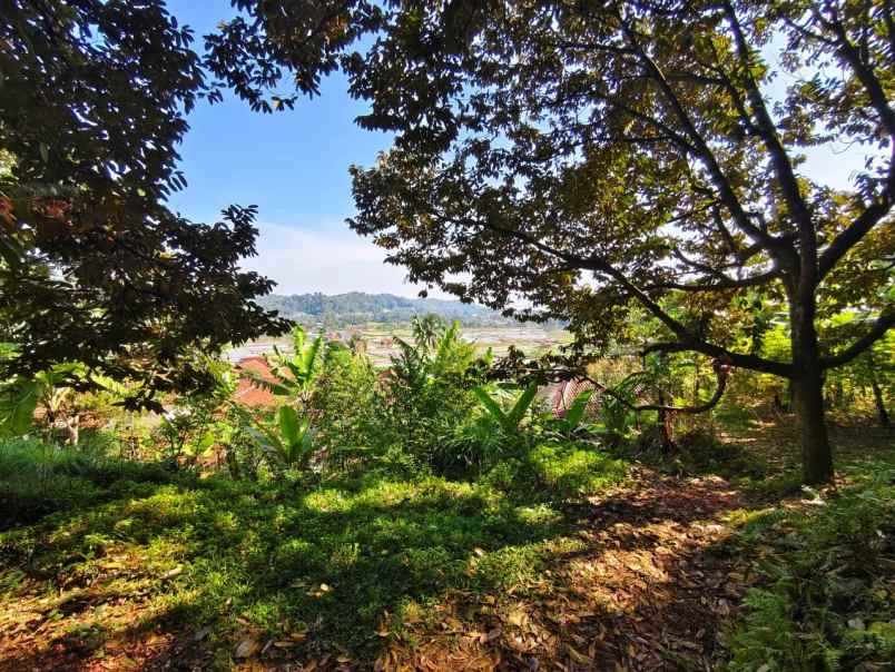 dijual kebun alpukat miki 5 ha shm di leuwiliang bogor