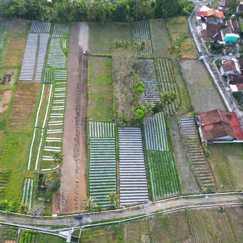 dijual tanah blekik sardonoharjo