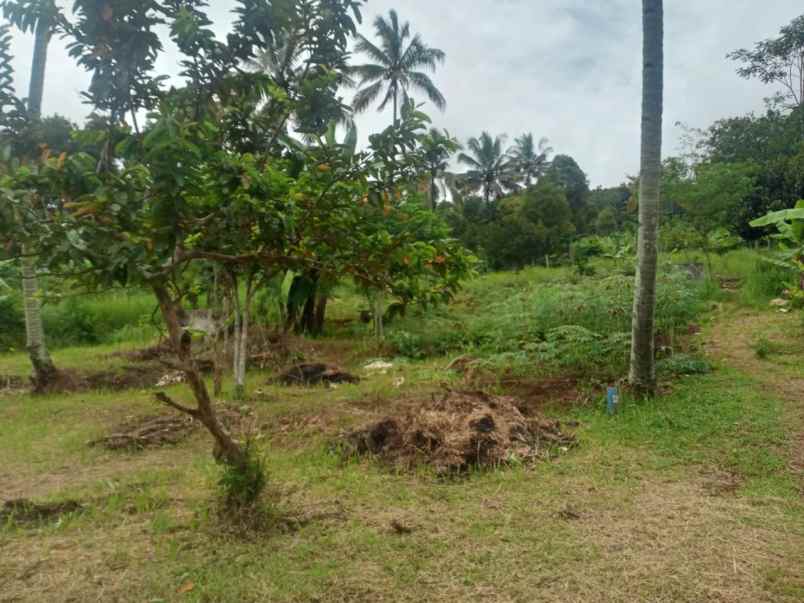 dijual tanah desa ciburuy kecamatan