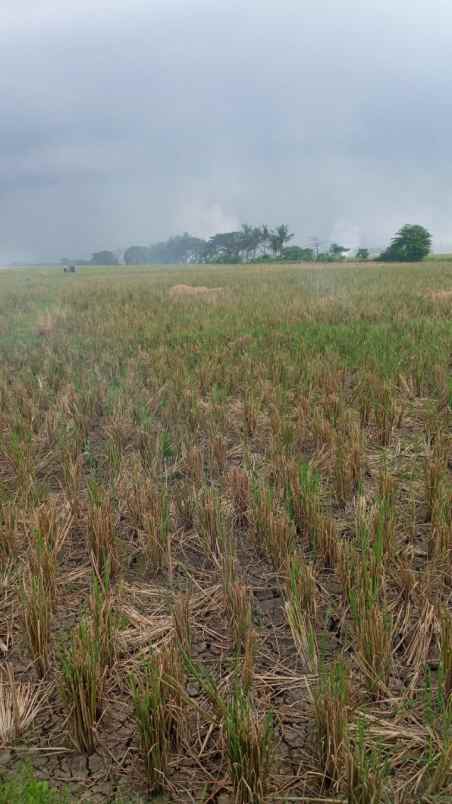 dijual tanah desa karang setia