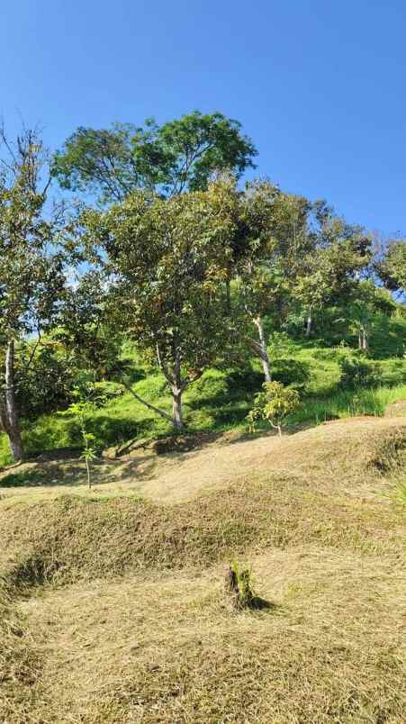 dijual tanah desa purasari