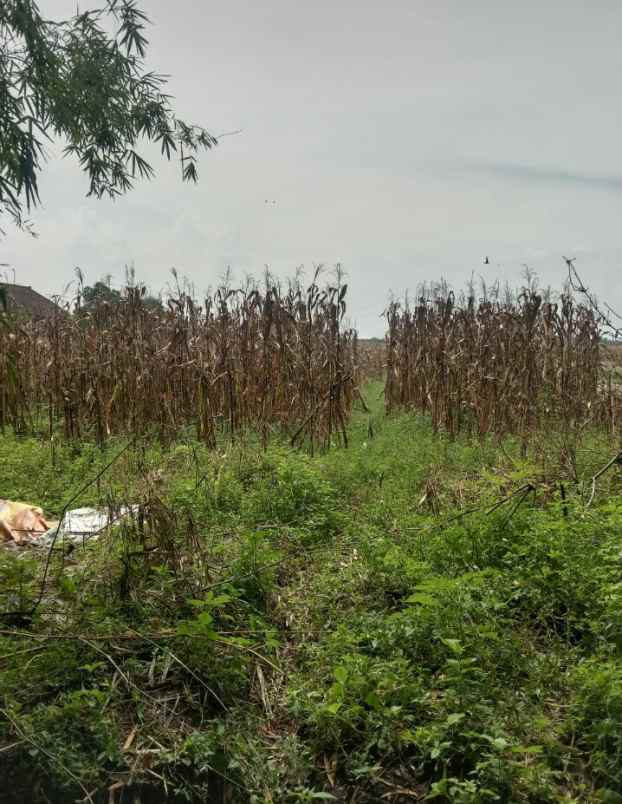 dijual tanah di karangasem kec kutoreji kab mojokerto