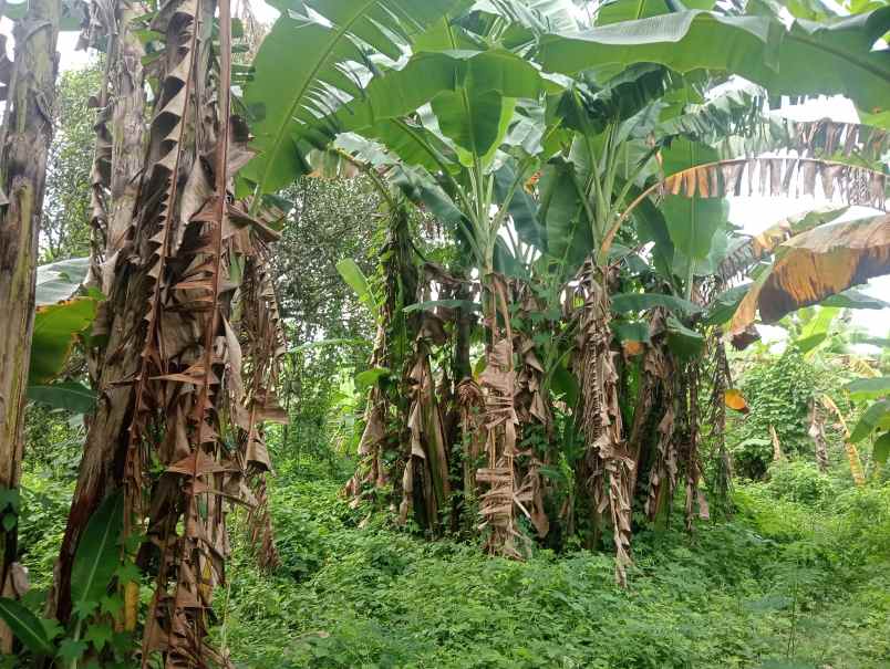 dijual tanah ds antosari kec selemadeg