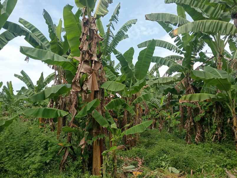 dijual tanah ds antosari kec selemadeg