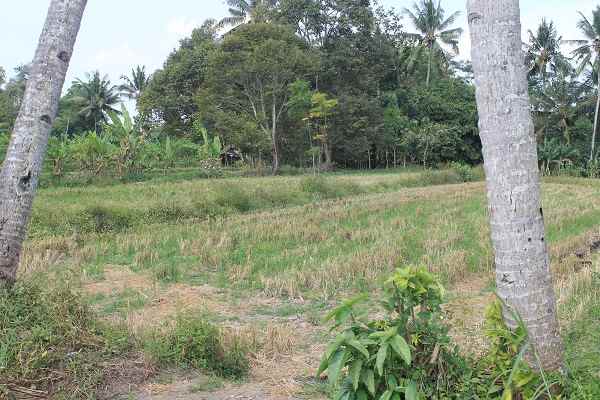 dijual tanah jl pamungkas koplak