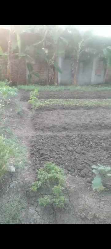 dijual tanah kampung kebon kelapa