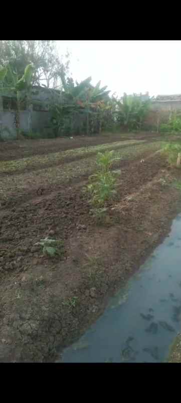 dijual tanah kampung kebon kelapa