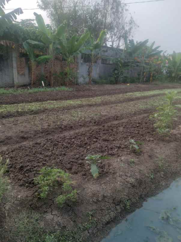 dijual tanah kampung kebon kelapa