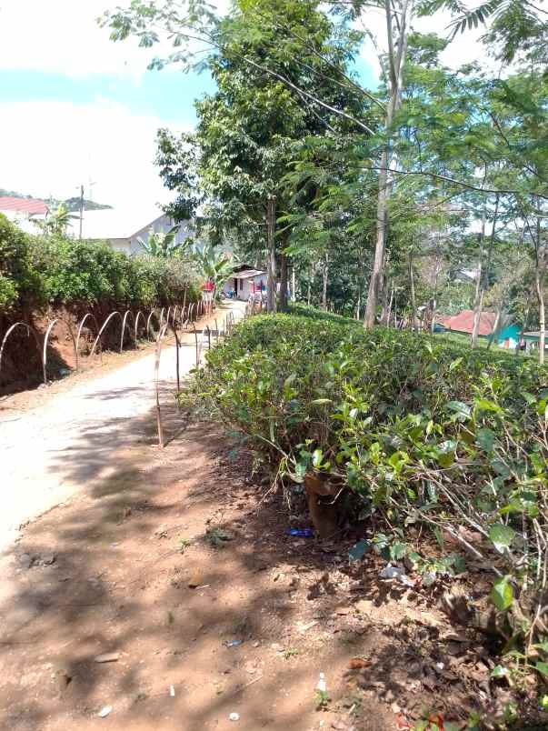 dijual tanah kebun strategis dan produktif