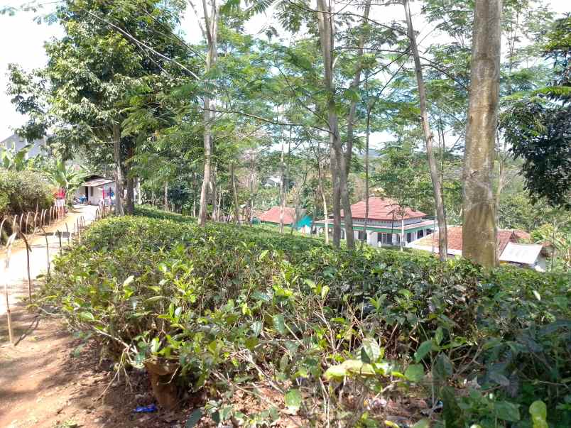 dijual tanah kebun strategis dan produktif