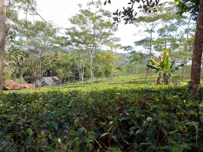 dijual tanah kebun strategis dan produktif