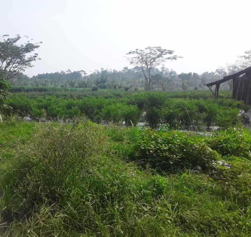 dijual tanah kecamatan darangdan