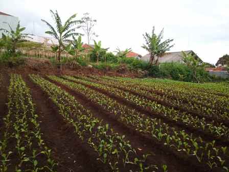 dijual tanah kp muril desa pasirhalang