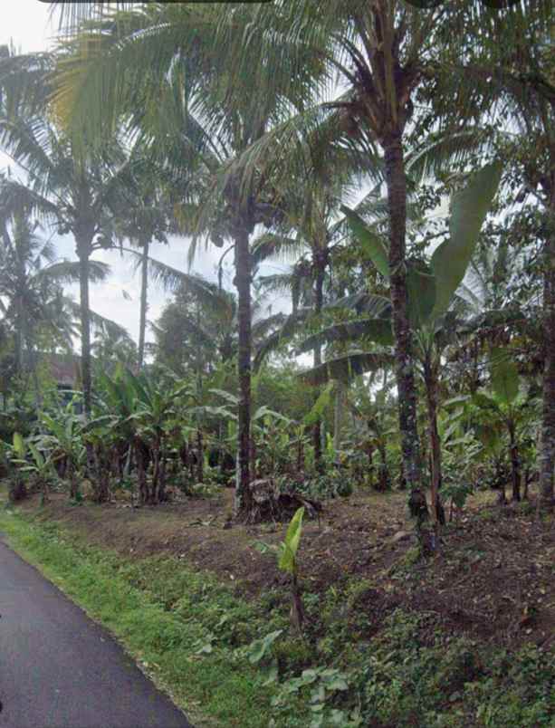 dijual tanah mundeh tabanan bali