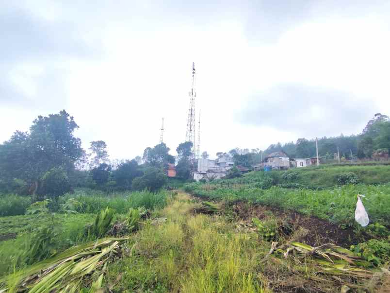 dijual tanah si jalibar