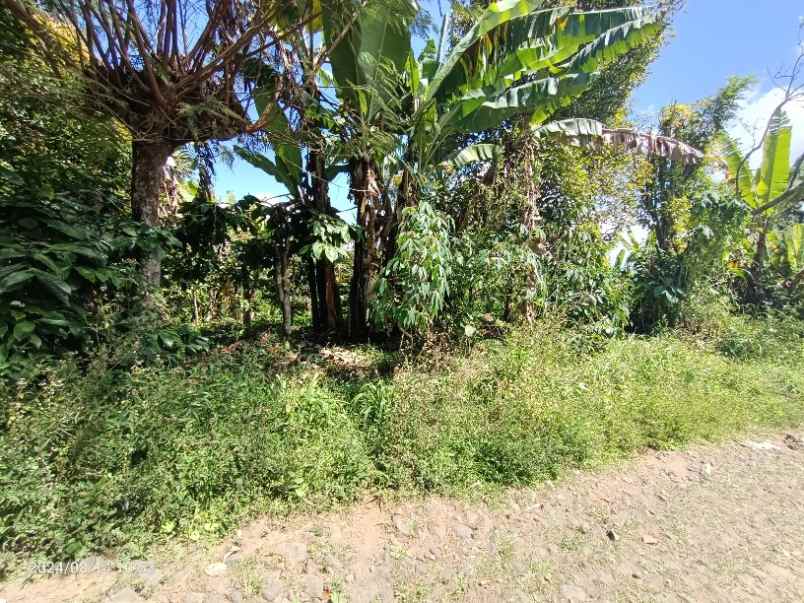 dijual tanah wanagiri buleleng bali