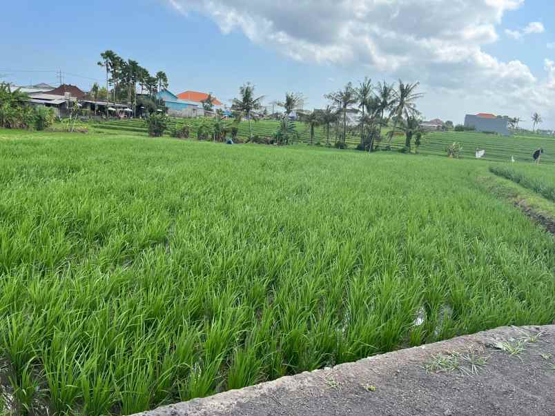 disewakan tanah dekat pantai lima munggu